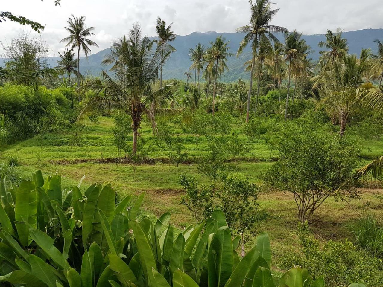 Buana Ecofarm Ecolodge Grokgak 外观 照片